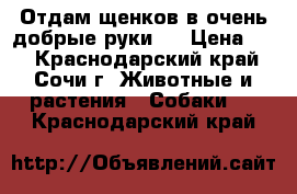 Отдам щенков в очень добрые руки!! › Цена ­ 1 - Краснодарский край, Сочи г. Животные и растения » Собаки   . Краснодарский край